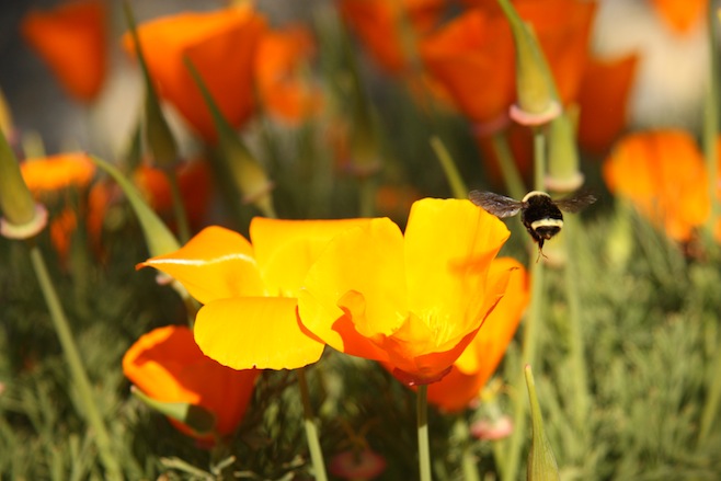 Pollination